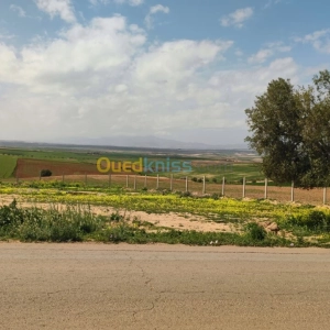 Vente terrain Tlemcen Amieur | Tlemcen - Algérie | Dir L’affaire